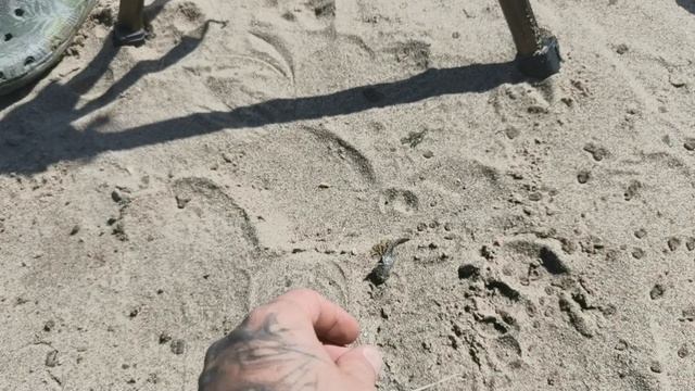 Рыбаки с Дегенеральского. Рыбалка с квоком на сома. В поисках царь-рыбы.