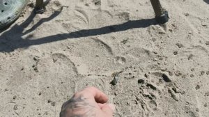 Рыбаки с Дегенеральского. Рыбалка с квоком на сома. В поисках царь-рыбы.