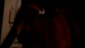 Утро... Форточка.. Кошки...