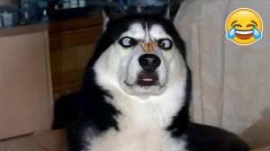 #смешныевидео -165