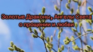 Золотые Драконы и Ангелы Света  О прощении и любви  24.10.2025г (177 Послание)