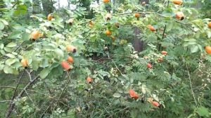 Воздух в лесу потрясающий