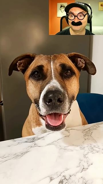 Реакция собаки на слова смотреть онлайн