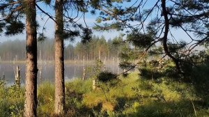 Отдыхаем на Водоёме. Наблюдаем за белой цаплей