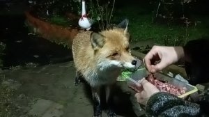 (1164) Лиса приходит в гости. Ноябрь 2025