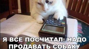 Что тут происходит?! Кошачьи странности. Смешное видео про кошек и котиков, которое рассмешит!