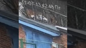 Мужика, который годами похищал собак и сдавал их на мясо в корейские рестораны, задержали в Москве