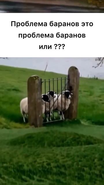 ВСТРЕТИЛИСЬ БАРАНЫ смотреть онлайн