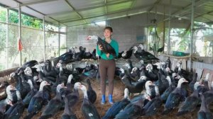 Покупаю гусей у фермера и продаю их на сельском рынке. Жизнь во Вьетнаме