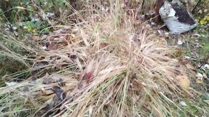 9 ноября. Готовлю сад к зиме. Ирисы и малина