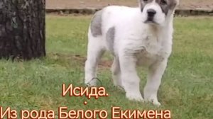 Малышка Исида. Презентация.