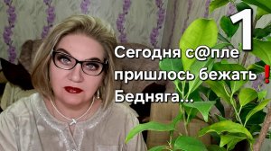 Сегодня с@пле пришлось бежать!Бедняга...