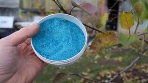 В ноябре провожу обработку сада этим средством! Все яблочки, слива, вишня, смородина  - чистые!