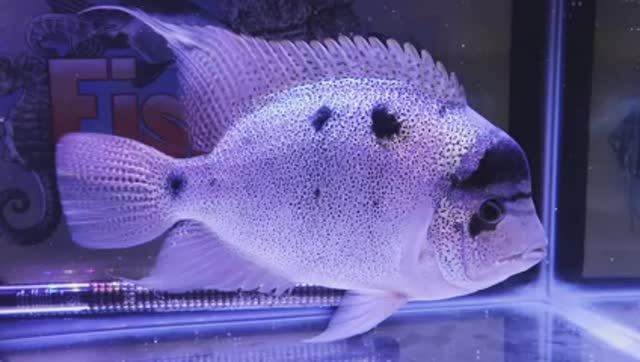 Америка vs Африка: Каких цихлид выбрать?