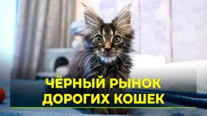 В Новом Уренгое с выставки продали котят, заражённых опасным вирусом