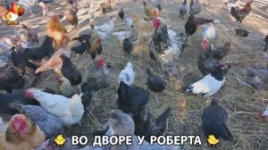 Содержание кур в домашних условиях и других птиц во дворе у Роберта 🐣🐤🦆🐔🪿🦃 (329)