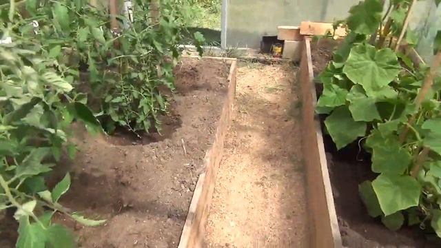 Хорошо в деревне летом! На даче, теплица, огород