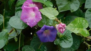 15=10=2025  ник  ХБК  ПВН   (5)