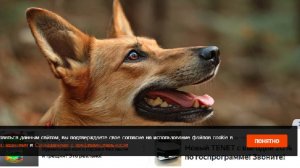 Собака спасала хозяина, обезглавленного деревом