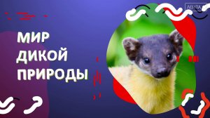 Мир дикой природы. Барсуки