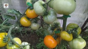 Томат Хурма: фруктовый вкус и название, урожайный и неприхотливый