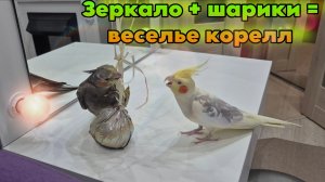 Кореллы в зазеркалье: весёлые игры с шариками 🦜