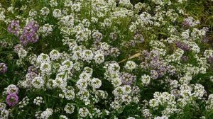 15=10=2025  ник  ХБК  ПВН   (14)