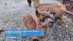 В сафари-парке "Изумрудный лес" животные готовятся к зимовке