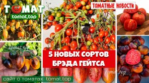 5 новых сортов томатов от Брэда Гейтса. Знакомимся с новинками. Томатные новости