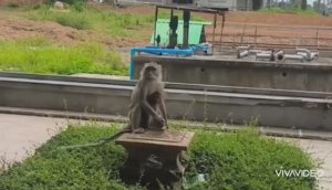 ТАЙЛАНД. ПАТТАЙЯ. А ВОТ ТАК ОБЕЗЬЯНЫ ВОРУЮТ СУМКИ