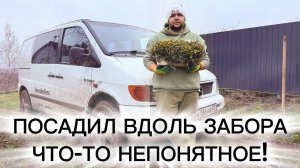 Люстра из красного дерева и новые насаждения вдоль забора!