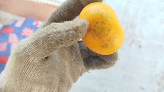 Очень заразный клещ мандарина