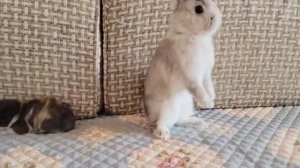 Кролики и кошка по очереди заботятся о котятах (2025 год)