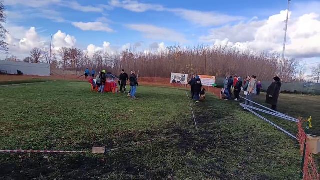 РАБОЧИЙ КОБЕЛИ / КЧК ВОРОНЕЖ 26 октября`25 М.Волкова Моно немецких овчарок