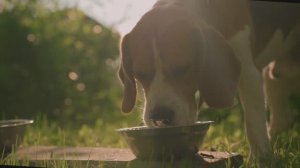 Как правильно переводить с одного рациона на другой?