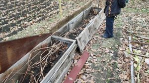 Обработка сада, виноград, черечня, яблони. ПроДачу.