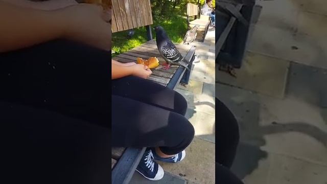 голодный , смелый голубь