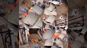 1000039777.mp4 (Собака смотрит на монтаж электропроводки ( по аварийным ситуациям ) в доме А-фрейм)