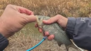 Этот канал зарос камышом и тут обитает карась, рыбалка на удочку.