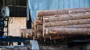 В России с начала 2025 года незаконная рубка сократилась почти на 30%