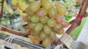 НОВИНКА ОТ КАЛУГИНА!!!🍇🍇🍇 СИГНАЛКА НА ПРИВИВКЕ 2025. Telegram, WhatsApp и Vlber +79528500417.