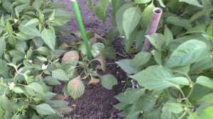 Безрассадные перцы. Опыт выращивания.