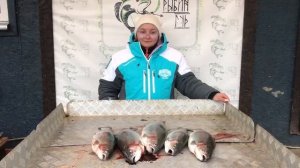 улов форели