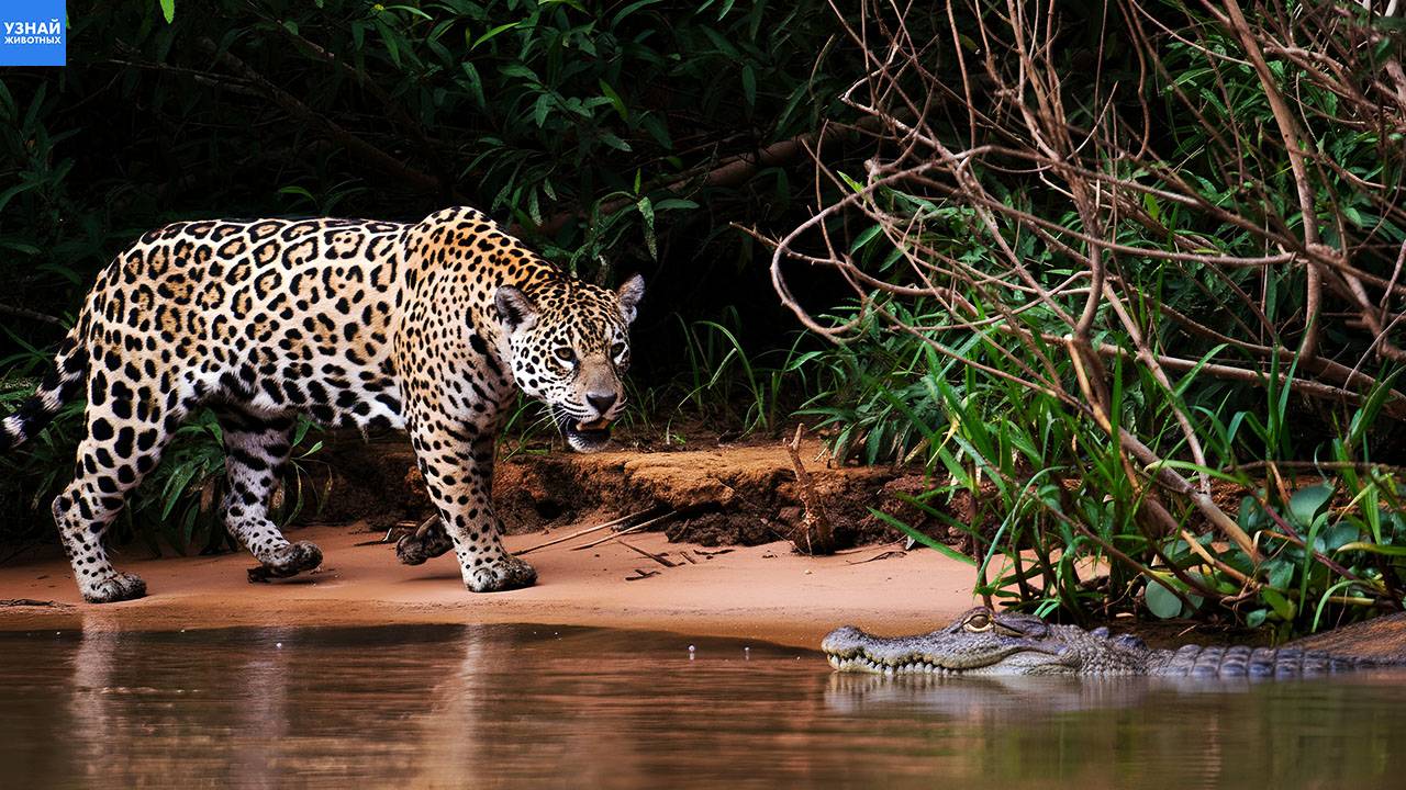 Можно ли приручить Ягуара? Топ фактов о диких животных Южной Америки