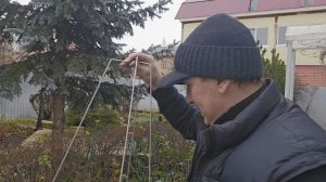 Век живи, век учись..( укрываем розы)