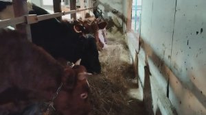 Секреты деревенской жизни. От бычков до дрессированного гуся.