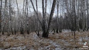 Лес,а вдруг медведь.