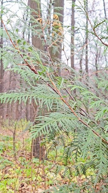 Золотая пора смотреть онлайн