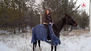 Новогодний розыгрыш «Мандариновая лошадь»