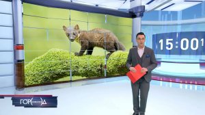 В "Домодедово" у мужчины в багаже нашли около 7 тысяч хвостов куницы / Город новостей на ТВЦ